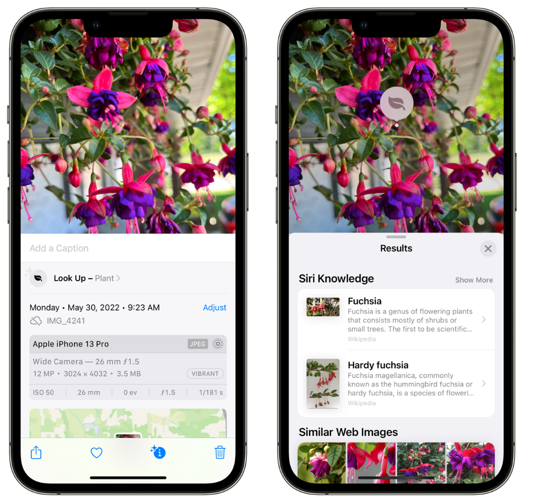 阿尔山苹果手机维修分享小技巧：使用 iPhone 相机识别花卉植物 